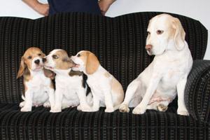 Beaglewelpen aus dem B-Wurf 9. Woche